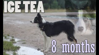 Ice Tea 🐾  Border Collie 🐾  8 months  🐾 Agility and Tricks