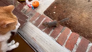 Cat B*tch Slaps A Chipmunk
