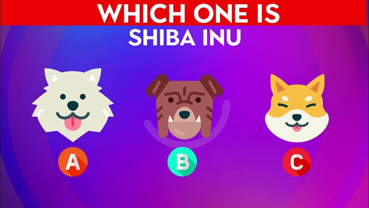 how well do you know dogs QUIZ DOG QUIZ YouTube