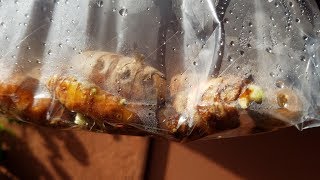 Growing Turmeric from Rhizomes, Days 0-14
