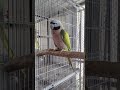 🩷 0-1 Derbyan Parrot 💚 #petbirds #parrotlove #birds #cute #animalsoftiktok