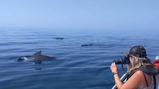 a #talk with #pilotwhales - #soundup