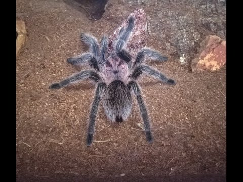 My Chilean Rose Haired Tarantula