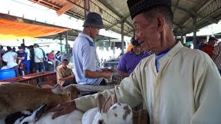 HARGA KELINCI AUSTRALI DI PASAR PON