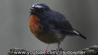 Download Lagu Male SNOWY-BROWED FLYCATCHER, Borneo MP3 Download Lagu Male SNOWY-BROWED FLYCATCHER, Borneo MP3