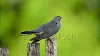 Cuckoo Bird Sound