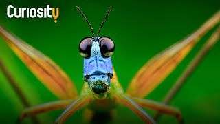 Why Insects Are the Most Successful Species on Earth | Planet Insect