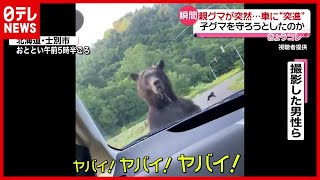 【瞬間】親グマが突然車に“突進” 子グマ守ろうと？（2021年8月2日放送「news every. 」より）