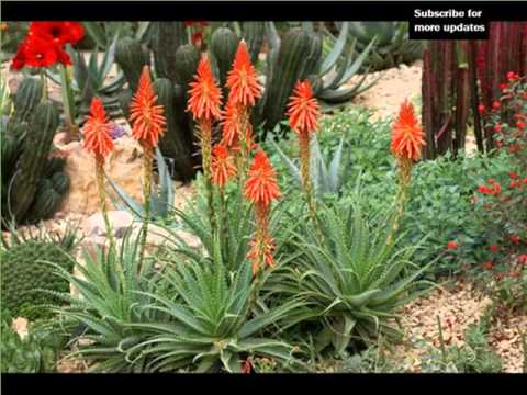 Aloe Vera Plant In Pot Garden House Or Office Decor Plants