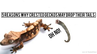 5 Reasons Why Crested Geckos May Drop Their Tails