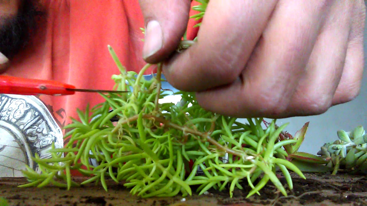 How to make a beautiful desert plant pot out from a cofee cok3 can π΅π