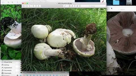 Mushroom Classification via Deep Learning