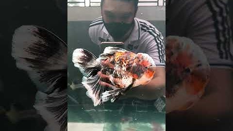 Vào hồ 10 bé RANCHU và ORANDA của ông anh #Shorts