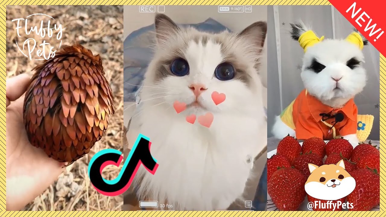 TIK TOK Cat and Dog Compilation Popular Pets Animals Top 100 2020 YouTube