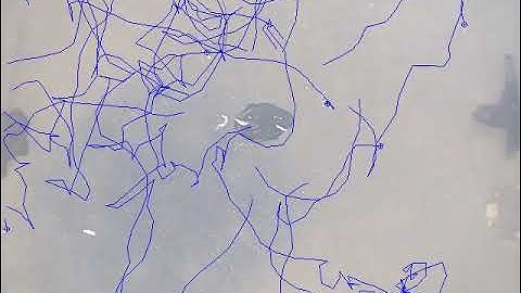 C. elegans nematode orienting in the ABSENCE of stimuli (control for thermal and chemical experim) 5