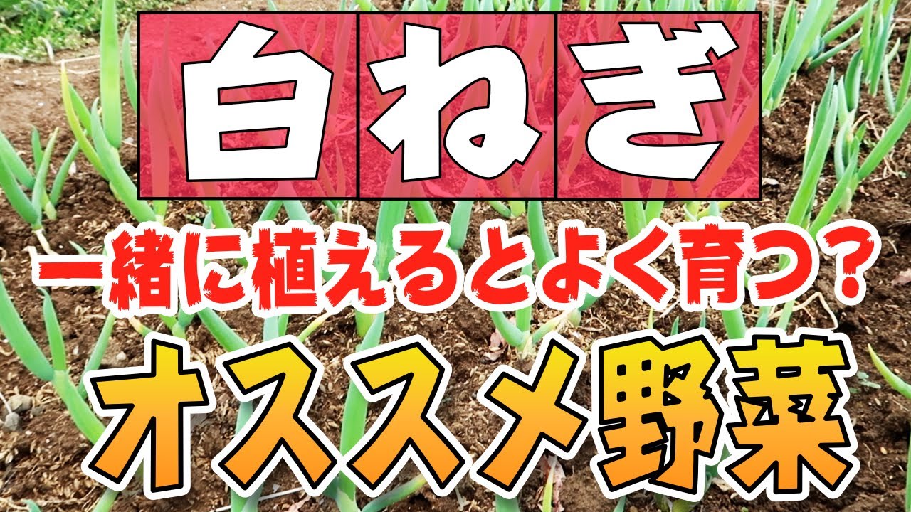 家庭菜園 ネギ トマトを植える と病害虫予防 成長upする 土作り 少ない場所でも2種類以上の野菜を育てられるコツを紹介します 石倉一本太ねぎ 九条ネギ コンパニオンプランツ Youtube