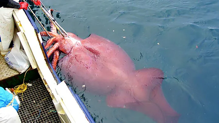 Modern Fast Squid Fishing Technology on Big Boat, Amazing Traditional Big Squid Fishing Skill