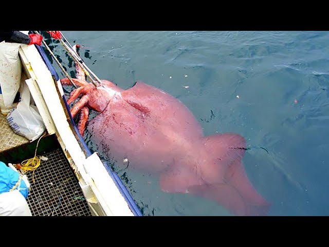 Modern Fast Squid Fishing Technology on Big Boat, Amazing Traditional Big Squid Fishing Skill class=