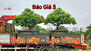 Báo giá Thanh Lý mấy cây Lộc Vừng, Sanh Nam Điền Giá Rẻ