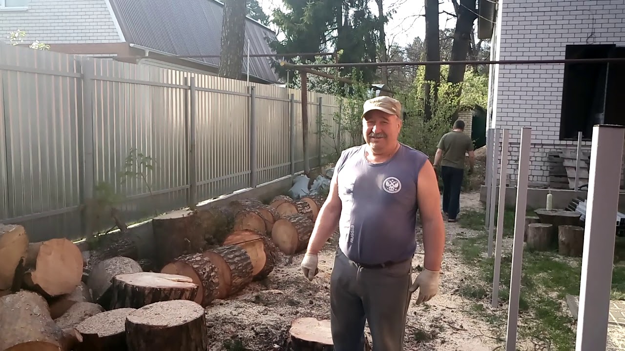 Отзыв по спиливанию сосны в Сомово в Воронеже - YouTube