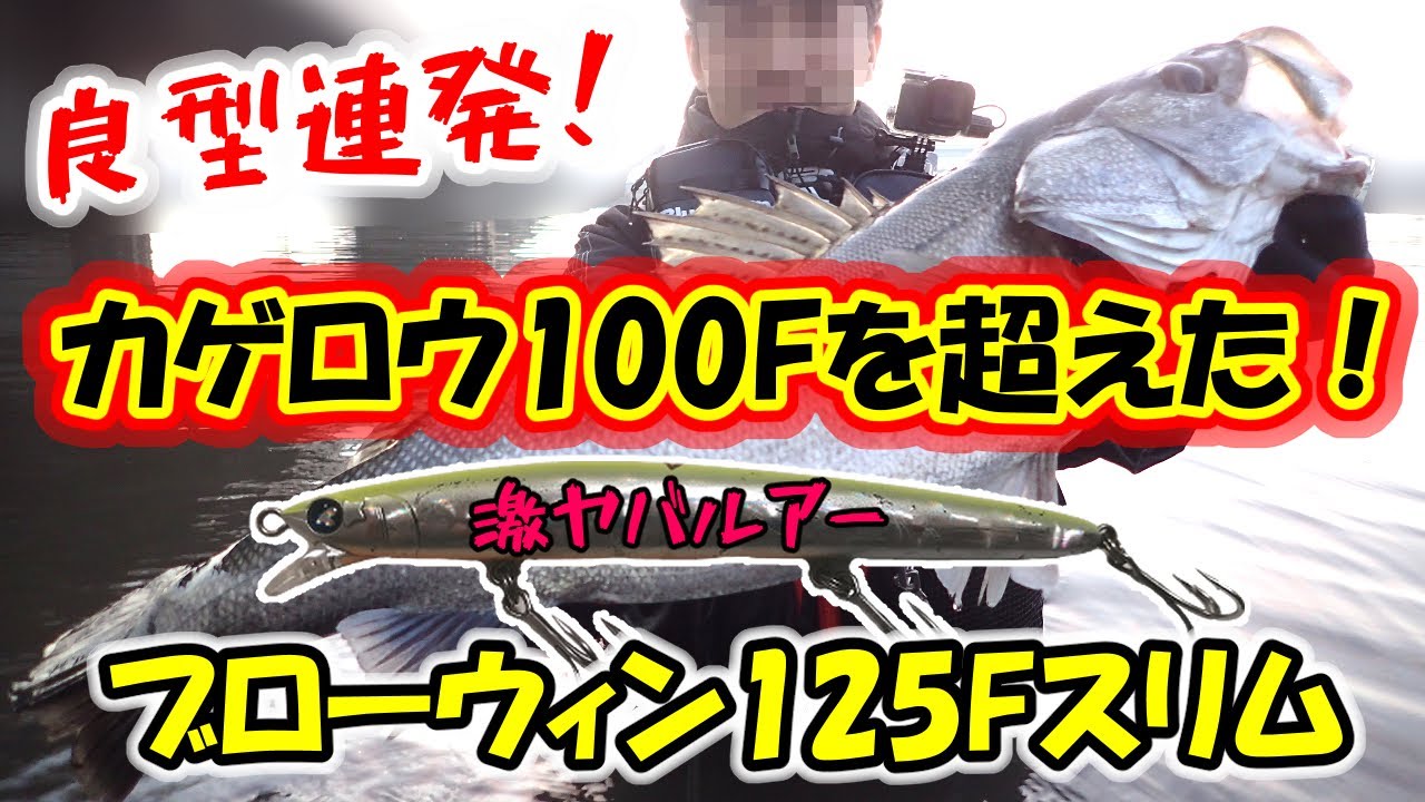 良型シーバス連発！】あのカゲロウ100Fを完全に超えた！ブロー