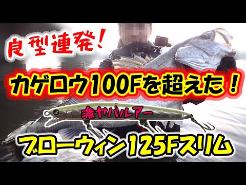 良型シーバス連発！】あのカゲロウ100Fを完全に超えた！ブローウィン