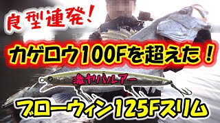 良型シーバス連発！】あのカゲロウ100Fを完全に超えた！ブロー