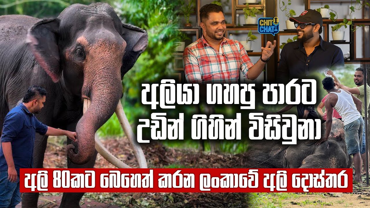 අලියා ගහපු පාරට උඩින් ගිහින් විසිවුනා - අලි ඇත්තු එක්ක ජීවත් වෙන ලංකාවේ අලි දොස්තර | Chit Chat