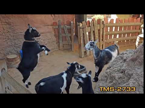 Youtube Big Thunder Ranch Petting Zoo