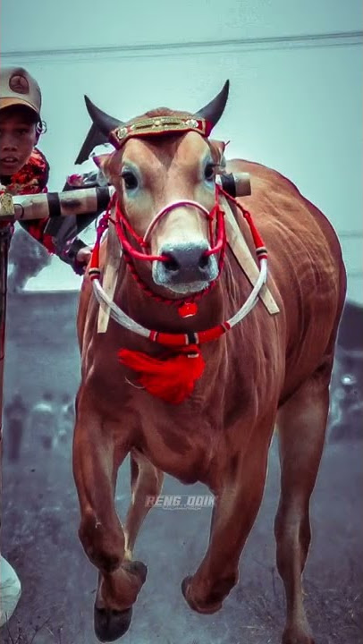 SAPURATA | PIRING TERBANG| SAPI KERAP