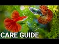 Guppy Fish Care Guide