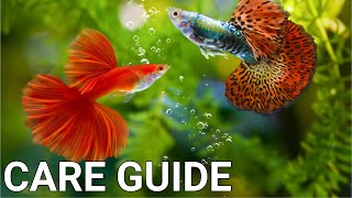 Guppy Fish Care  For Beginners