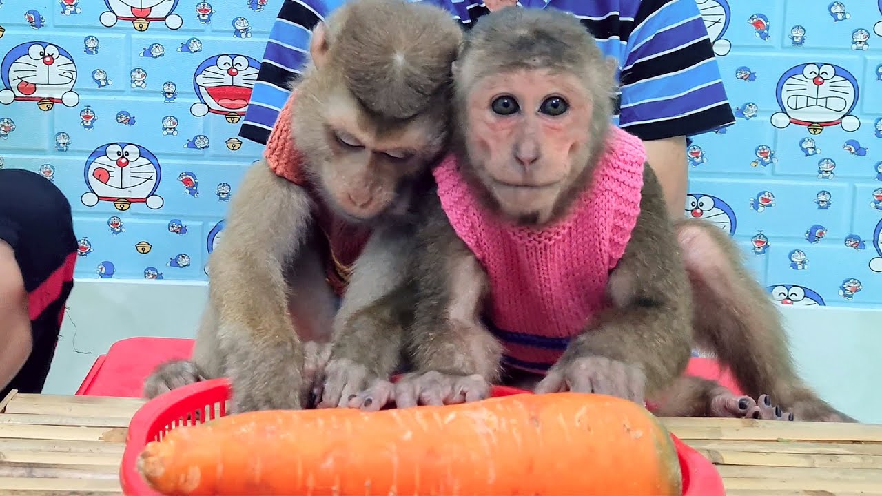 Baby monkey love pure carrot juice