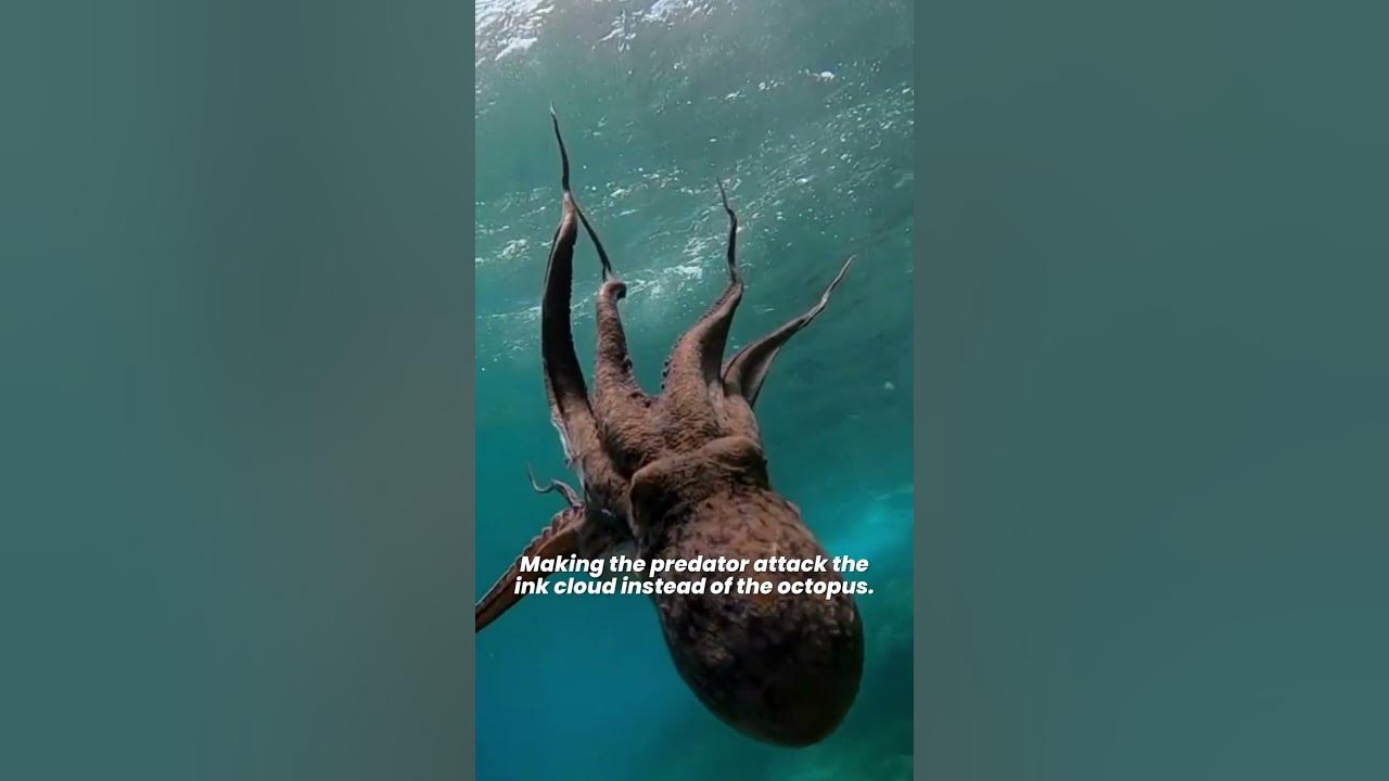 what-is-the-purpose-of-octopus-ink-is-octopus-ink-poisonous-youtube