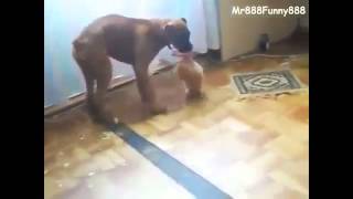 Сильно голодный котёнок Сильно голодный котёнок