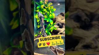 BALL PYTHON RULES THE TERRARIUM 🐍👀🥰 #shorts #ballpython #snakes #naturelovers #python #reptiles