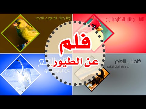 فلم وثائقي عن الطيور 2015 