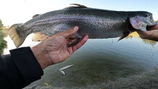 Quarry Lakes Big Fish Only