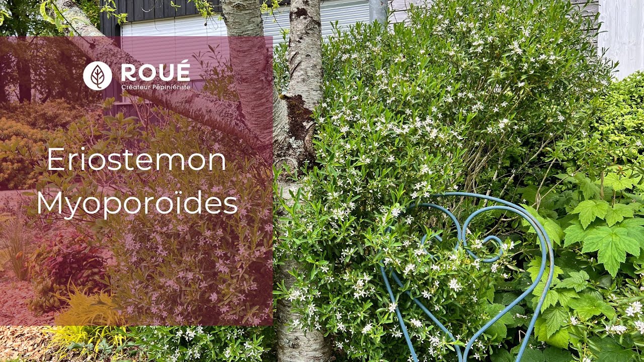 L'Eriostemon myoporoïdes : La Beauté Australienne en Lumière ! 🌿