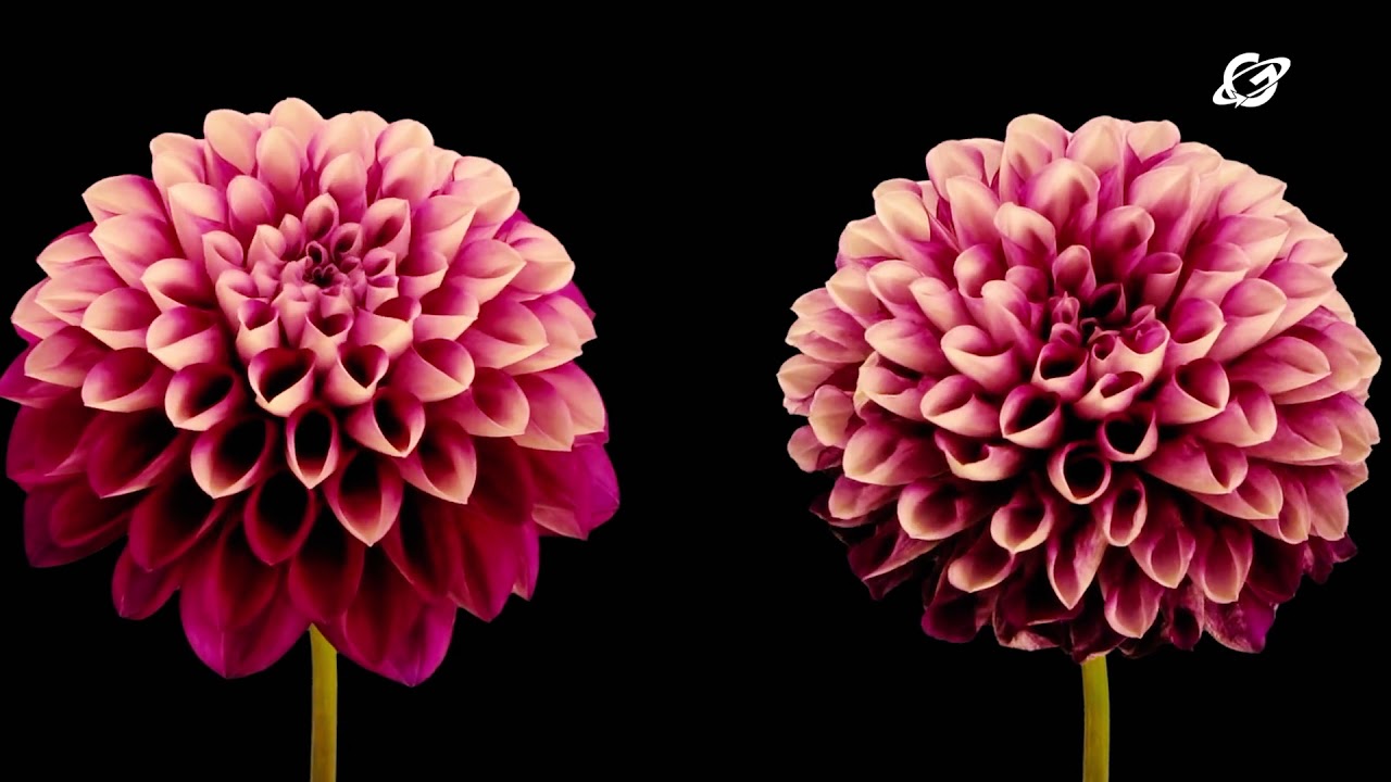 Pinceladas de amor- Abril 11,2021