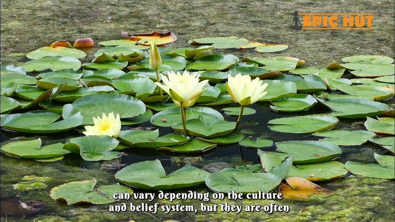 what do water lilies symbolize qualities of water lily spiritually