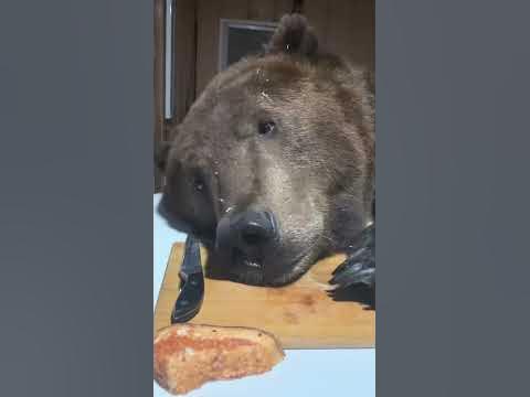 [問卦] 大狗 大貓