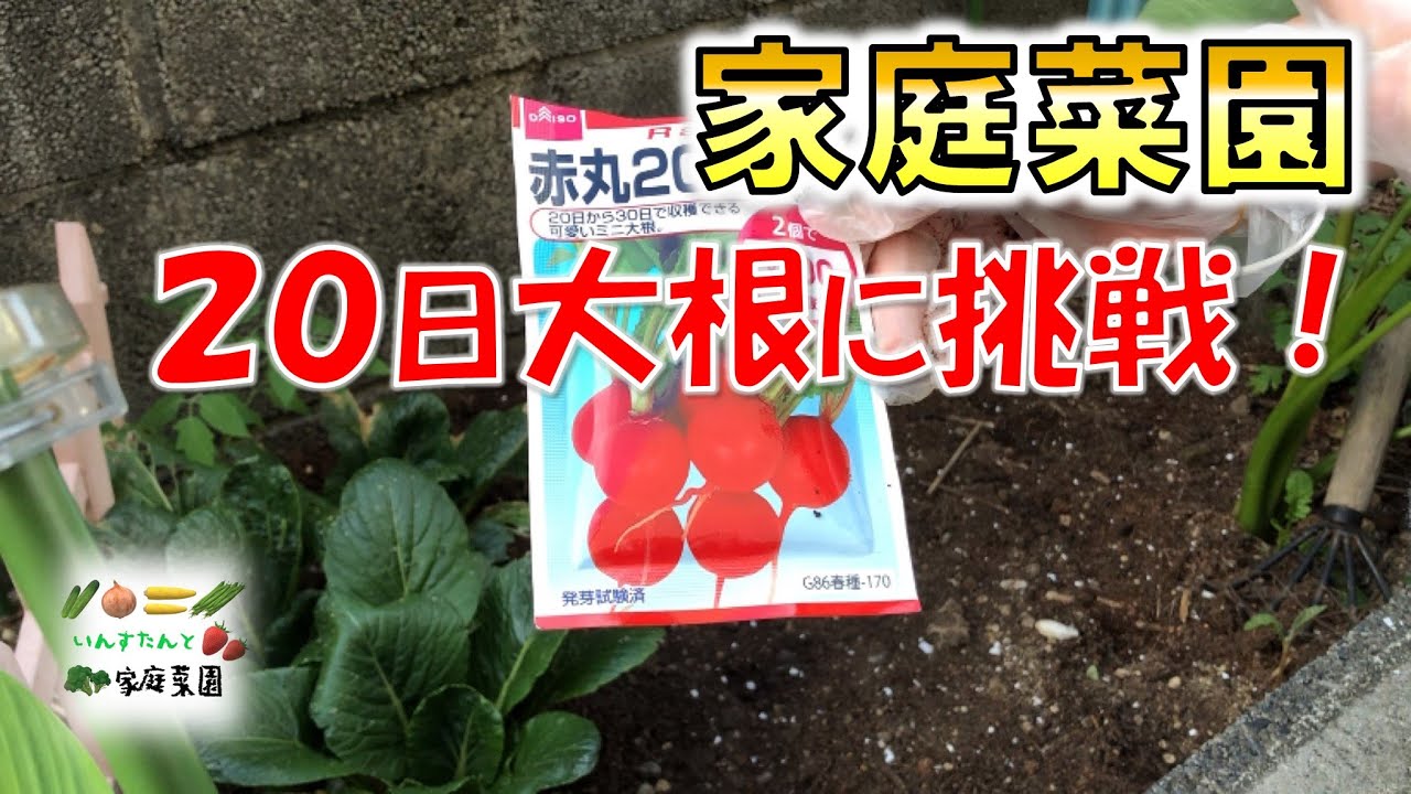 家庭菜園 日大根の種植えとシソの立ち退き Youtube