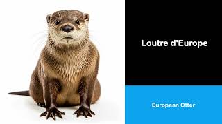 Vocabulaire Français I 15 Mots Avec Illustrations I Épisode 0782
