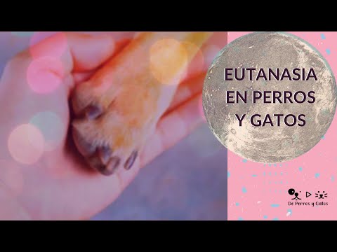 Video: La decisión más difícil: saber cuándo despedirse de su perro o gato