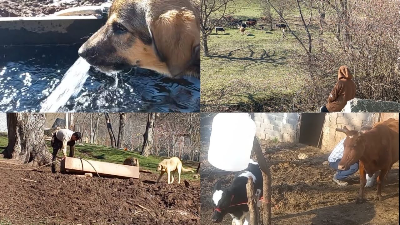 دامداری و عشایری/هوای بهاری و بردن گاوها به صحرا⚘️🌿☘️🌻