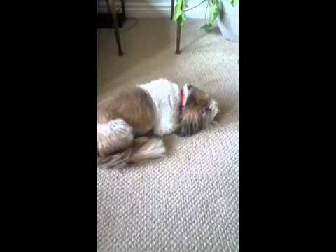 dog-makes-weird-noises-while-sleeping