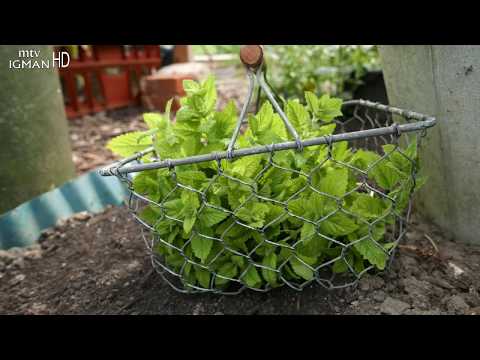 Video: Med Od Matičnjaka Ili Bilja (Melissa Officinalis), Značajke Uzgoja I Upotrebe