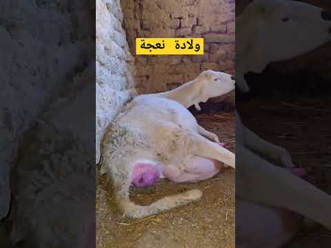 ولادة نعجة 3 توائم اكسبلور المغرب تيك توك تربية الغنم في اسبانيا