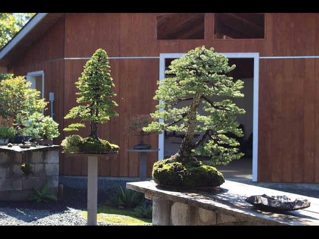 Willowbog Bonsai Workshop Intros - Cedar - YouTube